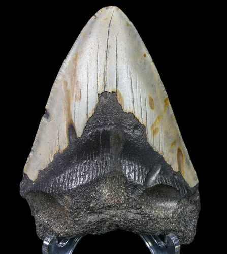Bargain, Fossil Megalodon Tooth - North Carolina #80084